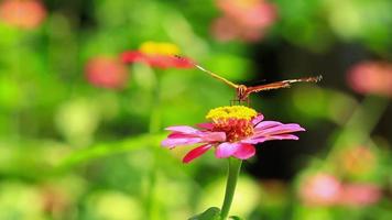 mariposa hermosa patrones. mariposas alimentar en néctar desde flores en el Mañana. video