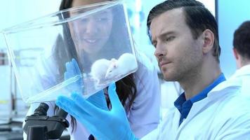 Medical research scientists examines laboratory mice keep in a glass cage. video