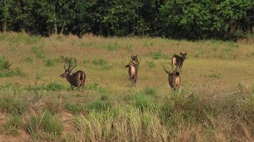 flock av sambar rådjur i khaoyai nationell parkera thailand video