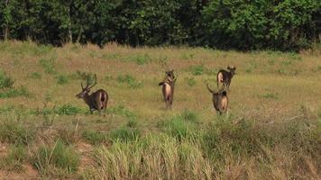 rebanho do Sambar veado dentro Khaoyai nacional parque Tailândia video