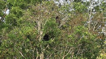 famille blanc main gibbon dans Khaoyai nationale parc Thaïlande video