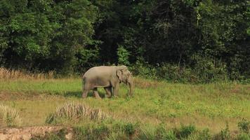 wild elephant in khaoyai national park thailand video