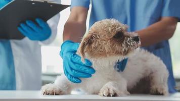 Vet examining dog and cat. Puppy and kitten at veterinarian doctor. Animal clinic. Pet check up and vaccination. Health care. video