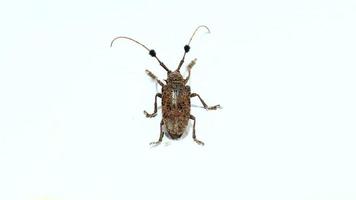 California Root Borer - deadly spikes - and hissing like a cockroach - is a ferocious scarab biting-pain-walking on a white background. video