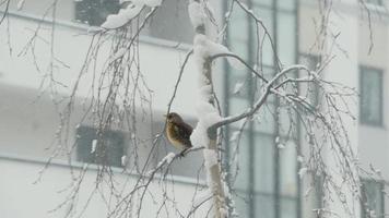 tordo zorzal se sienta en un rama, urbano paisaje, nevada invierno video