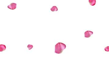 echt Rose Blütenblatt von anders Größe auf transparent Hintergrund png