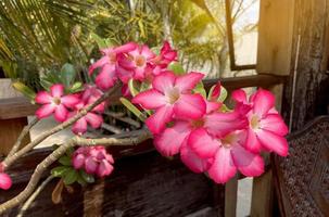 flores de adenium, pétalos conectados entre sí en forma de trompeta, divididos en 5 lóbulos, de color blanco y rosa. enfoque suave y selectivo. foto