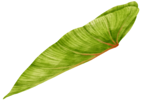 vattenfärg philodendron tropisk blad png