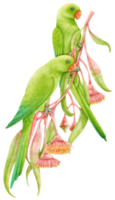 Parakeet Birds composition watercolor illustration png