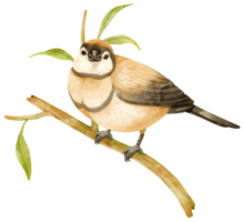 Finch bird with branch composition Watercolor illustration png