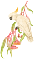 vattenfärg svavelkrig kakadua fågel sammansättning png