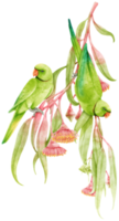 Sittich Papagei Vogel mit Eukalyptus Komposition Aquarell png