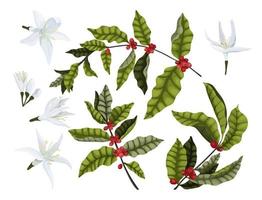 Set of coffee branches with red berries and coffee flowers on a white background. Isolated. Package design and labels vector