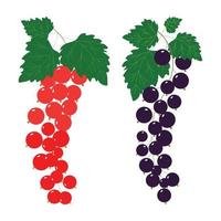 Sprigs of black and red currants on a white background.Currant vector drawing.