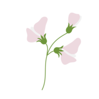 sweet pea flower on transparent background png