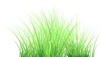 grass transparent background png