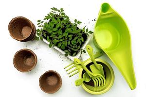 peat pots, tomato seedlings, gardening tools, watering can with water on the table photo