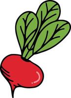 Radish drawing isolated vector