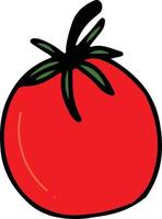 Tomato drawing isolated vector