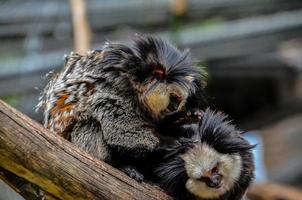 Monkeys at the zoo photo