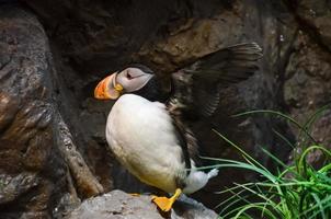 Puffin bird at the zoo photo