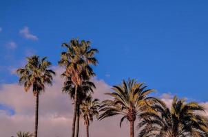 Tropical palm trees photo