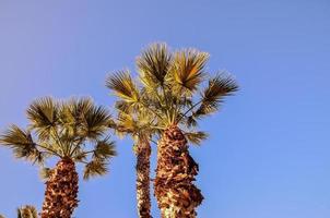 Tropical palm trees photo