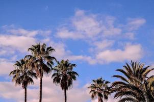 Tropical palm trees photo