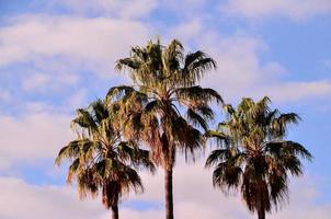 palmeras tropicales foto