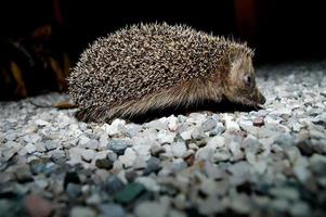 Cute small hedgehog photo