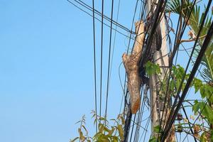 Big tree hang on electric pole in city. photo