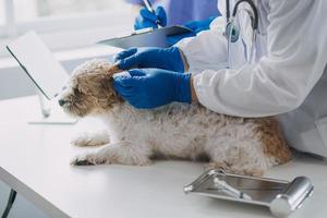 Vet examining dog and cat. Puppy and kitten at veterinarian doctor. Animal clinic. Pet check up and vaccination. Health care. photo