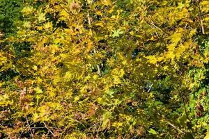 follaje de hojas verdes foto