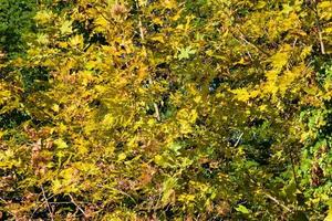 Green leaves foliage photo