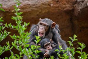 Primates at the zoo photo