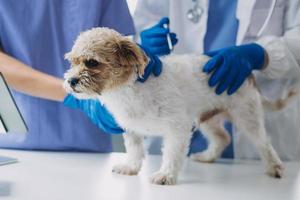 Vet examining dog and cat. Puppy and kitten at veterinarian doctor. Animal clinic. Pet check up and vaccination. Health care. photo