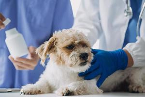 Vet examining dog and cat. Puppy and kitten at veterinarian doctor. Animal clinic. Pet check up and vaccination. Health care. photo