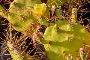 verde cactus planta foto