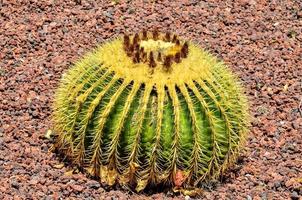 Green cacti plant photo