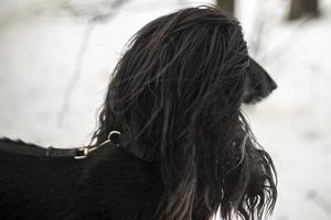 Dog with black hair. Afghan hound. Graceful animal. Beautiful pet. photo