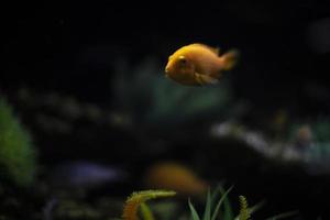 Fish in aquarium. Water world. Fish swim in water. photo