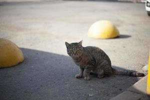 extraviado gato en la carretera. mascota en ciudad. depredador en calle. foto