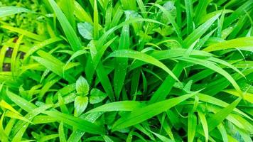 beautiful and stunning green leaves as background photo