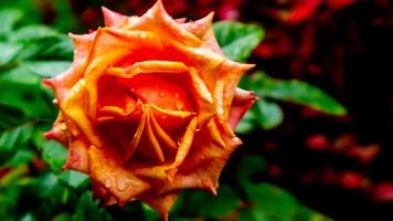 beautiful and stunning rose flowers as background photo