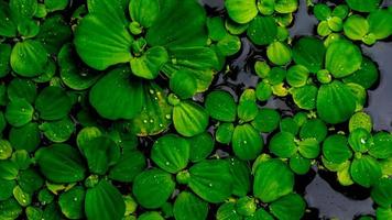 hermosa y sorprendente planta de agua verde foto