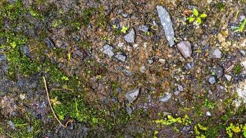 old concrete roads that have started to break down and are mossy photo