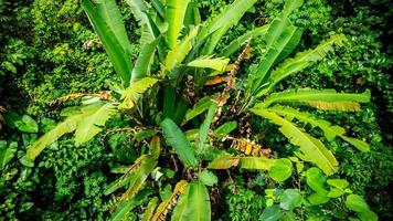 banana tree with green leaves seen from above photo