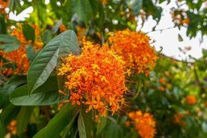 Asoke tree with reddish-yellow flowers When fully bloomed, it is red. Flowers and young shoots can be used as food and can be eaten as a vegetable. Soft and selective focus. photo