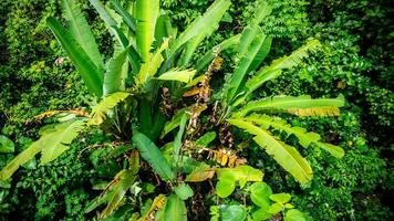 banana tree with green leaves seen from above photo