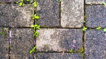 paving block with autumn leaves as background photo